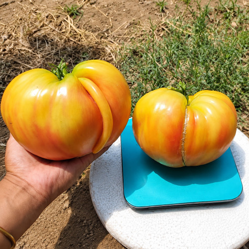 36 Pomaranch Tomato Seeds | 7.1–12.3 oz Yellow-Red Hearts
