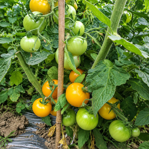 57 Utyonok Dwarf Tomato Seeds | 1.1–2.8 oz Early Orange Tomatoes