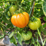 29 Treasure of the Incas F1 Tomato Seeds | 8.8 oz+ Orange Bicolor Heart Tomatoes