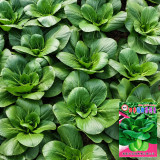 W1306 Jiemei Four-Season Dwarf Suzhou Qing Bok Choy Seeds | Compact Tender Greens