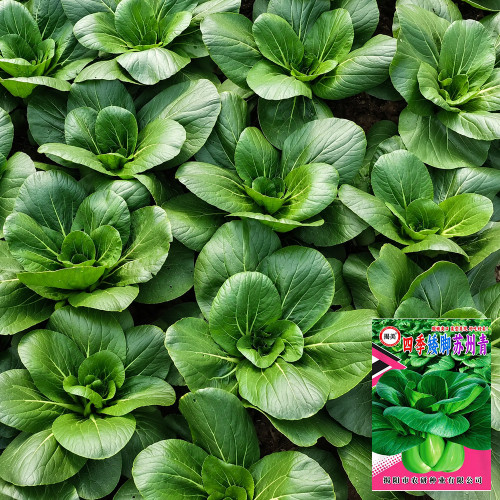 W1306 Jiemei Four-Season Dwarf Suzhou Qing Bok Choy Seeds | Compact Tender Greens