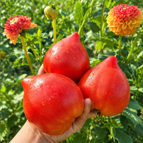 28 Teton de Venus Tomato Seeds | 3.5–10.6 oz Red Pointed Heart Tomatoes