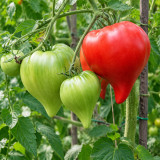 28 Teton de Venus Tomato Seeds | 3.5–10.6 oz Red Pointed Heart Tomatoes
