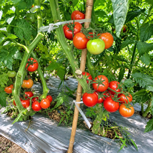 47 Dwarf Johnson's Cherry Tomato Seeds | Prolific Pink Container Cherries