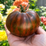 30 Marsha's Starfighter Heart Tomato Seeds | 3.5–10.6 oz Striped Mahogany Hearts