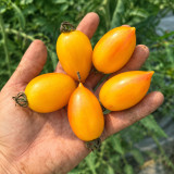 1117 Amarillo Long Yellow Cherry Tomato Seeds | 0.53–0.88 oz Pointed Orange Plums