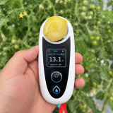 W1310 Yueluxiang F1 White Cherry Tomato Seeds | 0.53–0.71 oz Sweet Ivory Grapes