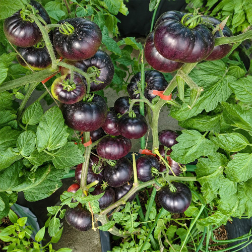 7 Azure Giant Tomato Seeds | 5.3–8.8 oz Pink-Blue Beefsteaks