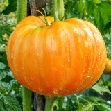 49 Orange Jazz Tomato Seeds | 8.8–17.6 oz Orange and Gold Striped Beefsteaks