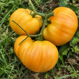 49 Orange Jazz Tomato Seeds | 8.8–17.6 oz Orange and Gold Striped Beefsteaks