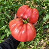 83 Monkey Ass Tomato Seeds | 7.1–21.2 oz Pink Italian Oxheart Beefsteaks