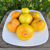 72 Rose Beauty Tomato Seeds | 7.1–14.1 oz Cream-Yellow Beefsteaks