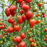 160 German Red Strawberry Tomato Seeds | 10–20 oz Red Strawberry-Shaped Oxhearts