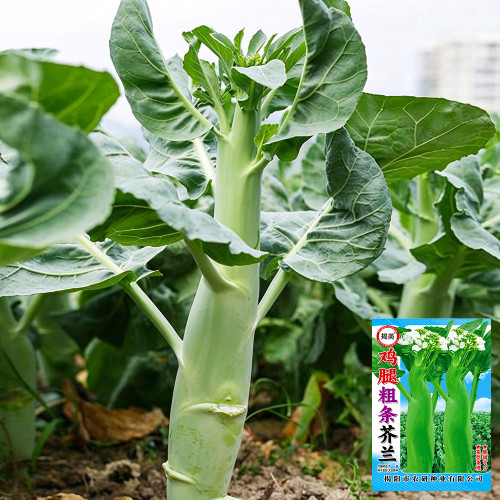 W1307 Jiemei Chicken-Leg Thick-Stem Gai Lan Seeds | Crisp Chinese Broccoli