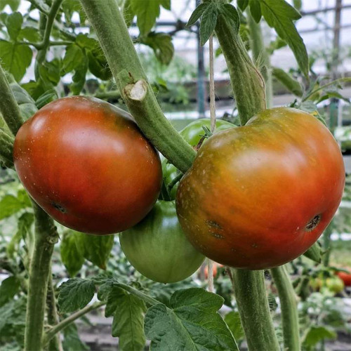 385 Copper Pipe Tomato Seeds | 5.3–7.1 oz Copper-Brown Beefsteaks
