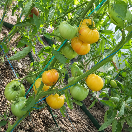 72 Rose Beauty Tomato Seeds | 7.1–14.1 oz Cream-Yellow Beefsteaks
