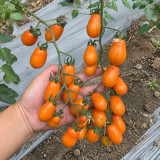 W1311 Chengduoduo F1 Orange Grape Tomato Seeds | 0.71–1.06 oz Sweet Fruits