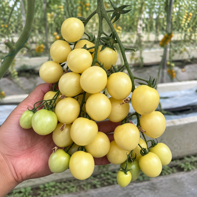 W1310 Yueluxiang F1 White Cherry Tomato Seeds | 0.53–0.71 oz Sweet Ivory Grapes