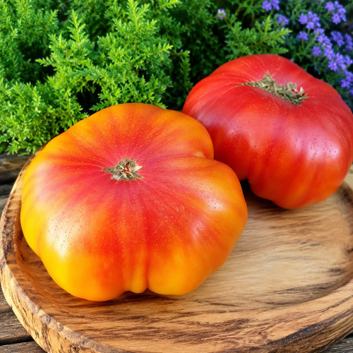 1130 My Sunshine Tomato Seeds | 10.6–14.1 oz Amber-Pink Beefsteak Fruits