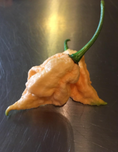 California Reaper Pepper Seeds | Ultra Rare Super Hot Chili | Heavy Yield Hot Pepper