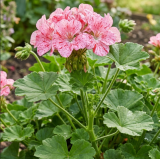 Ruby Majesty Geranium Seeds | Speckled Pink-Red Zonal Geranium for Pots & Garden Beds