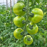 U2613 Super Sweet Green Persimmon Tomato Seeds | 5.3–7.1 oz Pale-Green Slicers