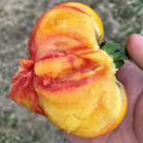 U2608 Cocktail Fruit Tomato Seeds | 8.8–12.3 oz Yellow-Red Ribbed Beefsteaks