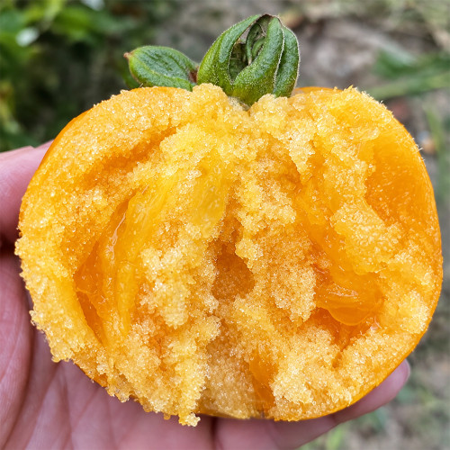 U2609 Chinese Large Yellow Persimmon Tomato Seeds | 7.1 oz Sweet Golden Slicers