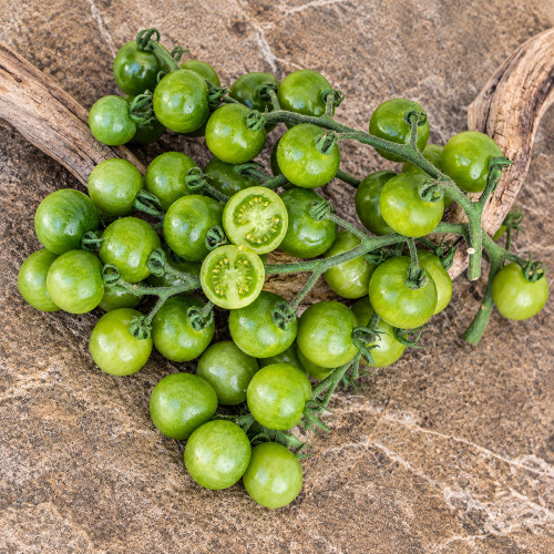 885 Green Doctors Frosted Tomato Seeds | 0.5–0.7 oz Green Cherry Tomatoes