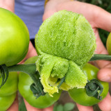 U2613 Super Sweet Green Persimmon Tomato Seeds | 5.3–7.1 oz Pale-Green Slicers
