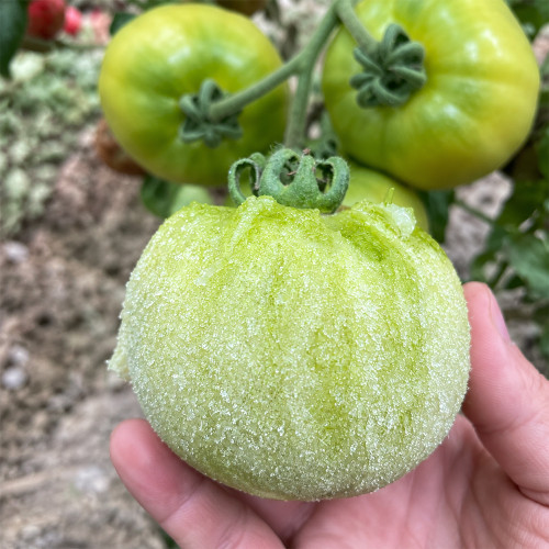 U2613 Super Sweet Green Persimmon Tomato Seeds | 5.3–7.1 oz Pale-Green Slicers