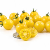 966 Coyote Tomato Seeds | Pale Yellow Ivory Currant-Sized Fruits
