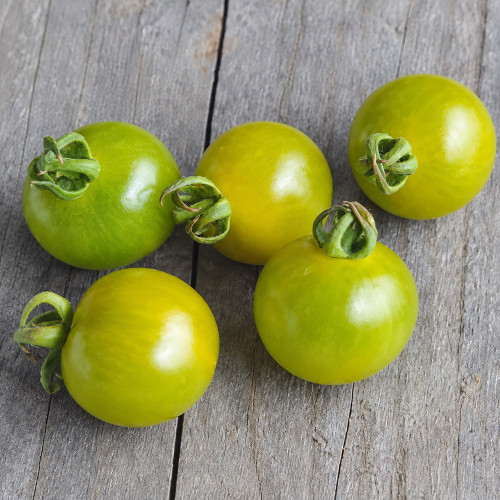 885 Green Doctors Frosted Tomato Seeds | 0.5–0.7 oz Green Cherry Tomatoes