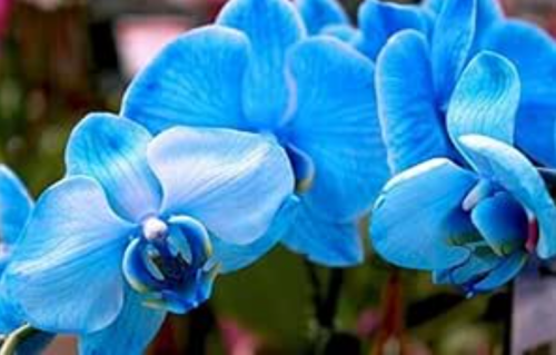 Blue Phalaenopsis Orchid Seeds | Moth Orchid Rare Flower for Indoor Potted Garden