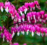 Bright Pink Bleeding Heart Seeds | Lamprocapnos spectabilis Shade Loving Perennial Flower