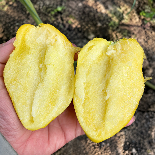 U2607 Yellow Mango Honey Tomato Seeds | 4.6 oz Super-Sweet Golden Mango-Shaped Fruits