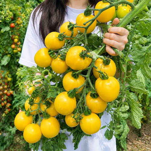 U2611 Super Sweet Yellow Peach Fruit Tomato Seeds | 3.2–4.6 oz Tender Golden Fruits