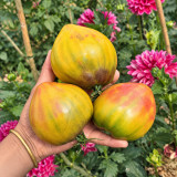 1118 Elegant Honey Tomato Seeds | Yellow-Green Beefsteaks with Pink Blush