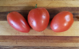 Sneaky Sauce Dwarf Tomato Seeds | Versatile Paste Tomato for Sauce & Canning