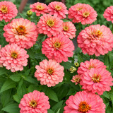 W1336 Double Zahara Salmon Zinnia Seeds | Fully Double Color-Shifting Salmon Blooms