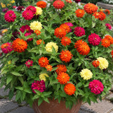 W1335 Double Zahara Fire Zinnia Seeds | 2.5-Inch Double Orange-Red Blooms