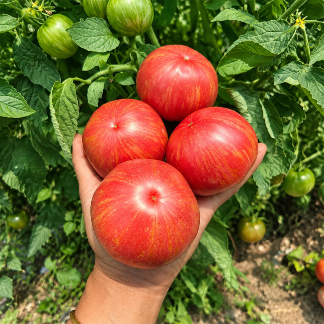 1162 Rebel Starfighter Kayleigh Anne Pink Tomato Seeds | 4.2–9.5 oz Pink-Gold Striped Slicers