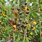 1111 Super Queen Tomato Seeds | 0.35–0.7 oz Orange Cherry Tomatoes with Dark Anthocyanin Shoulders
