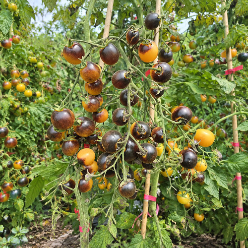 1111 Super Queen Tomato Seeds | 0.35–0.7 oz Orange Cherry Tomatoes with Dark Anthocyanin Shoulders