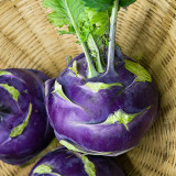 U2616 Purple Fruit Kohlrabi F1 Seeds | 1.65 lb Crisp White-Fleshed Bulbs