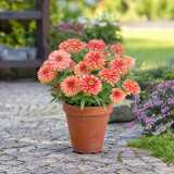 W1336 Double Zahara Salmon Zinnia Seeds | Fully Double Color-Shifting Salmon Blooms