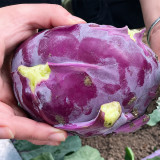 U2616 Purple Fruit Kohlrabi F1 Seeds | 1.65 lb Crisp White-Fleshed Bulbs