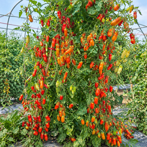 1167 2424 from Zuzi Tomato Seeds | 0.5–0.7 oz Sweet Red Grape Tomatoes