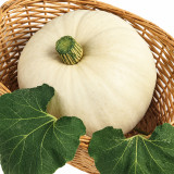 U2615 Li Bai F1 White Kabocha Squash Seeds | 4.4–5.5 lb Peach-Shaped Pumpkins