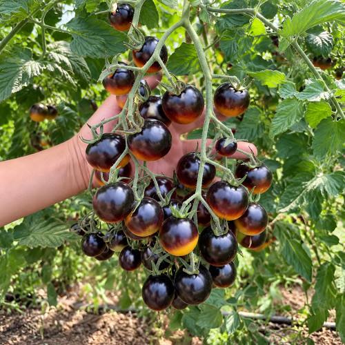 1111 Super Queen Tomato Seeds | 0.35–0.7 oz Orange Cherry Tomatoes with Dark Anthocyanin Shoulders